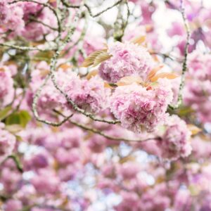 Pink Cherry Trees in Bloom in Park during Spring